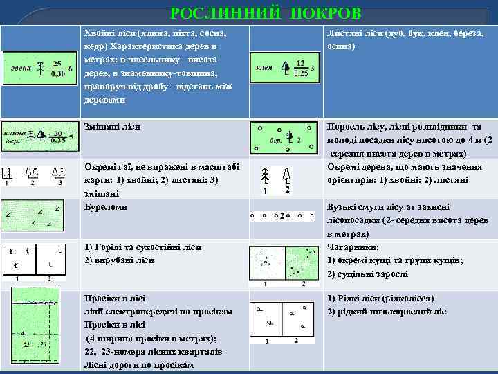 РОСЛИННИЙ ПОКРОВ Хвойні ліси (ялина, піхта, сосна, кедр) Характеристика дерев в метрах: в чисельнику
