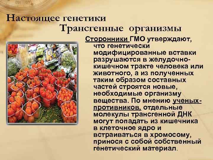 Настоящее генетики Трансгенные организмы Сторонники ГМО утверждают, что генетически модифицированные вставки разрушаются в желудочнокишечном