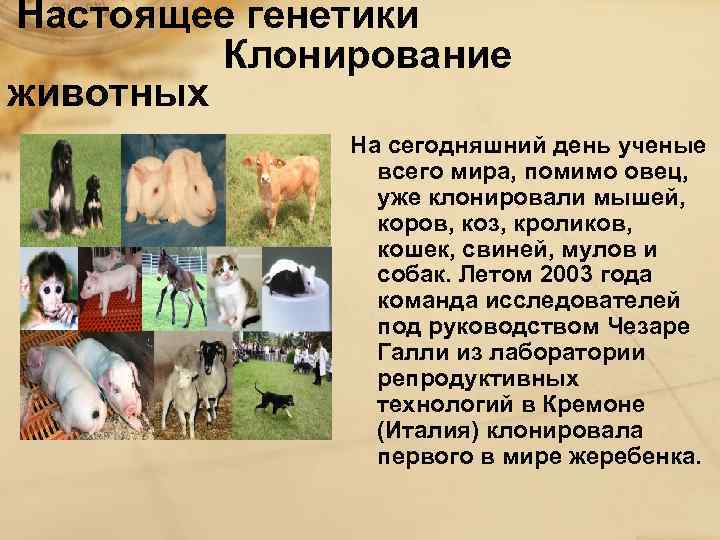 Настоящее генетики Клонирование животных На сегодняшний день ученые всего мира, помимо овец, уже клонировали