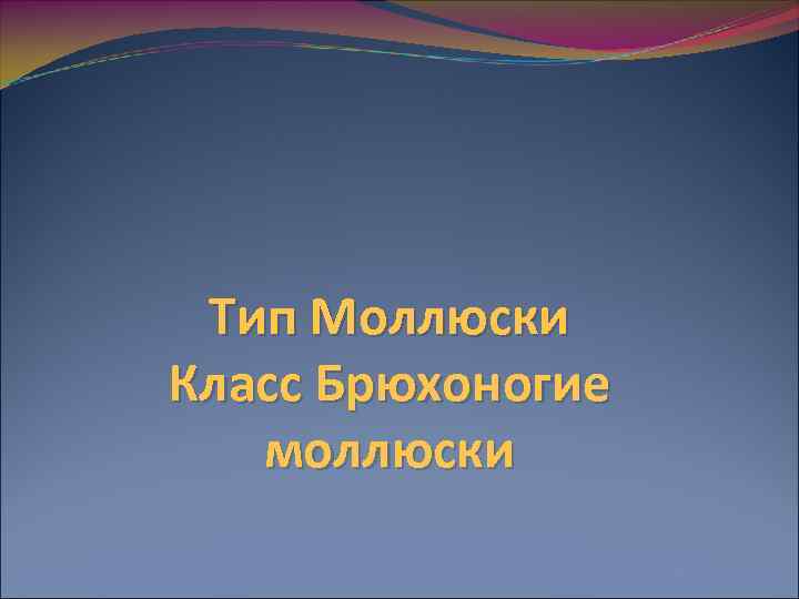 Тип Моллюски Класс Брюхоногие моллюски 
