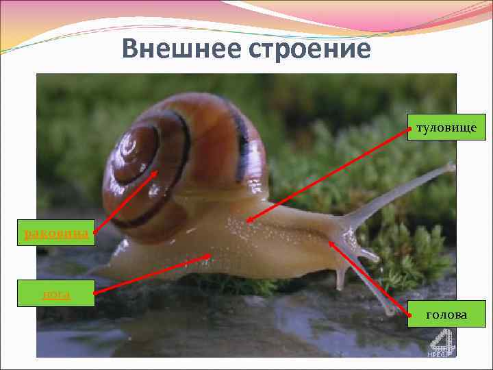 Внешнее строение туловище раковина нога голова 