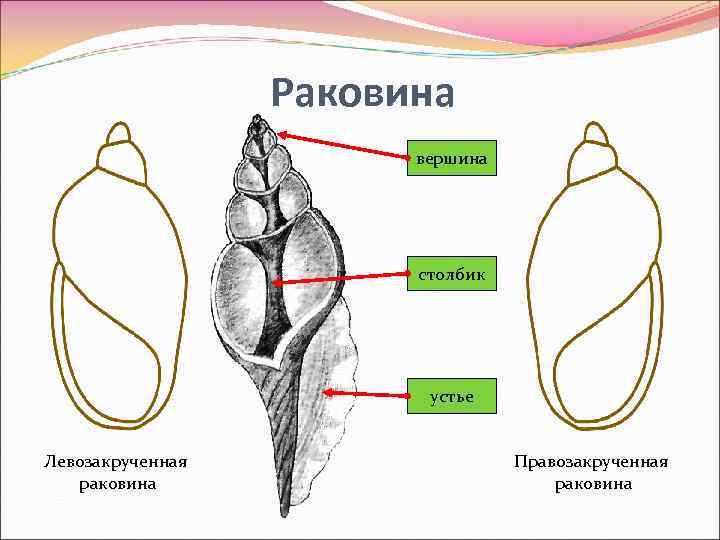 Раковина вершина столбик устье Левозакрученная раковина Правозакрученная раковина 