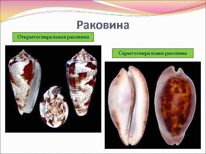 Раковина Открытоспиральная раковина Скрытоспиральная раковина 