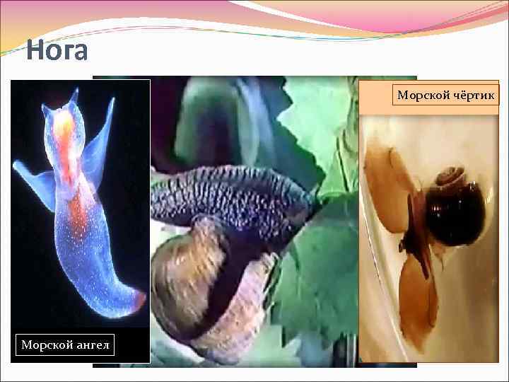 Нога Морской чёртик Морской ангел 