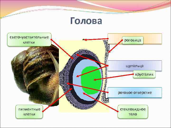 Голова светочувствительные клетки глаза роговица щупальца хрусталик ротовое отверстие пигментные клетки стекловидное тело 