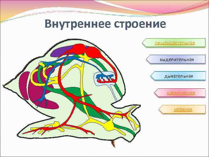 Внутреннее строение пищеварительная выделительная дыхательная кровеносная нервная 