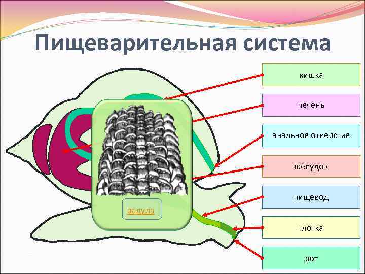 Пищеварительная система кишка печень анальное отверстие желудок пищевод радула глотка рот 