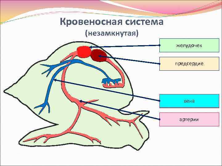 Кровеносная система (незамкнутая) желудочек предсердие вена артерии 