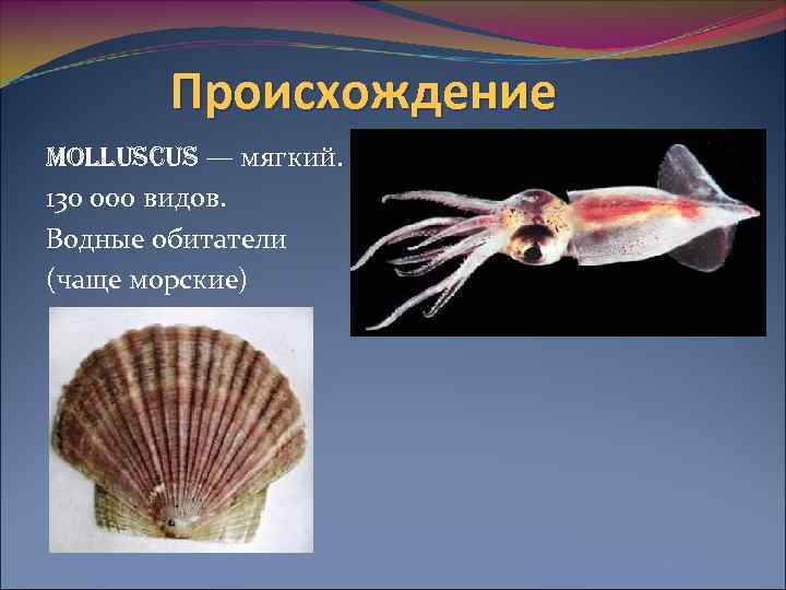 Происхождение MOLLUSCUS — мягкий. 130 000 видов. Водные обитатели (чаще морские) 