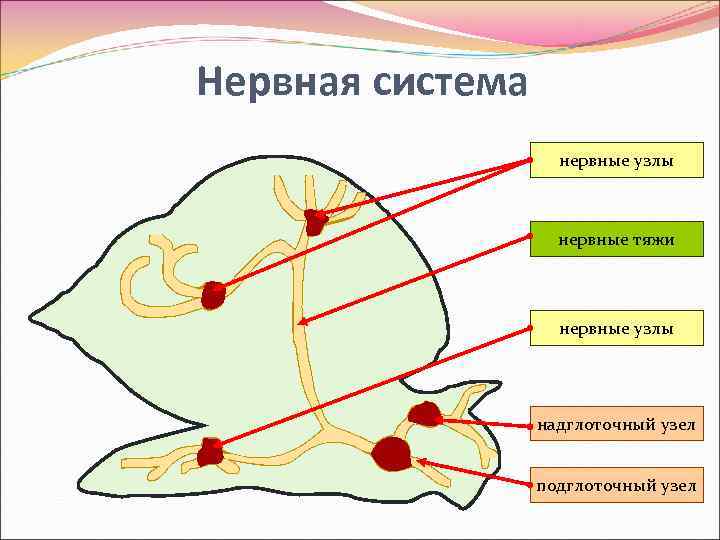 Нервная система нервные узлы нервные тяжи нервные узлы надглоточный узел подглоточный узел 