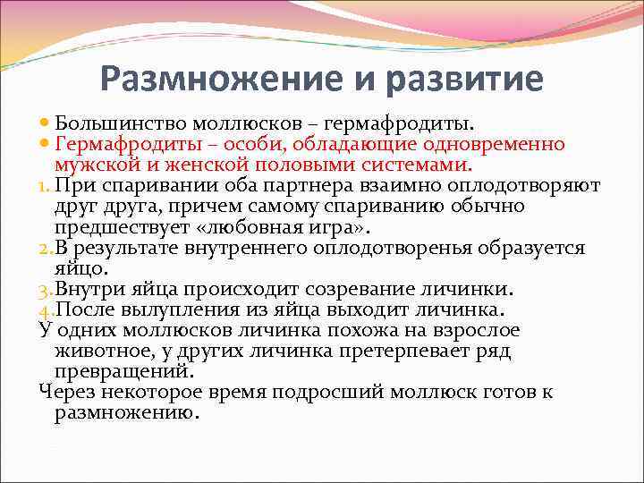 Размножение и развитие Большинство моллюсков – гермафродиты. Гермафродиты – особи, обладающие одновременно мужской и