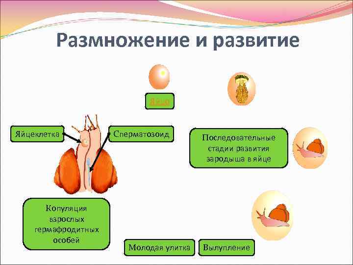 Размножение и развитие Яйцо Яйцеклетка Копуляция взрослых гермафродитных особей Сперматозоид Молодая улитка Последовательные стадии