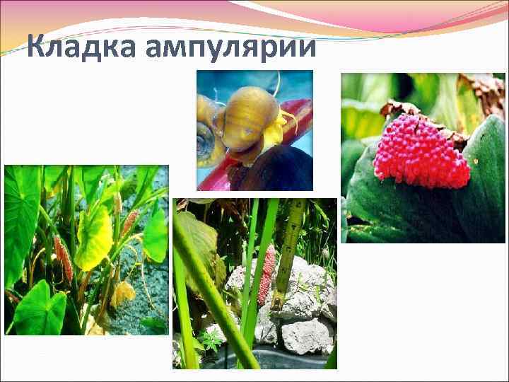 Кладка ампулярии 