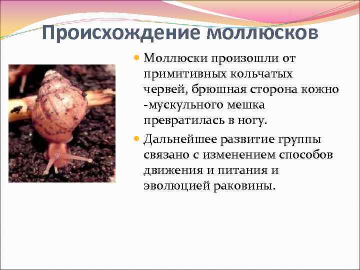 Происхождение моллюсков Моллюски произошли от примитивных кольчатых червей, брюшная сторона кожно -мускульного мешка превратилась