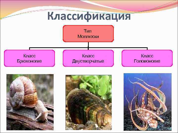 Классификация Тип Моллюски Класс Брюхоногие Класс Двустворчатые Класс Головоногие 