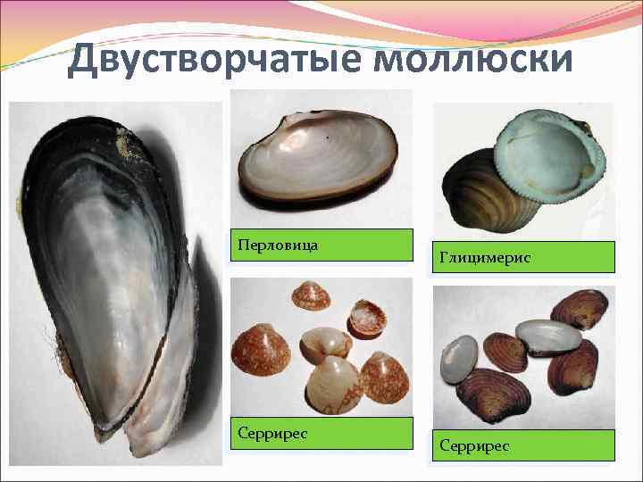 Двустворчатые моллюски Перловица Серрирес Глицимерис Серрирес 