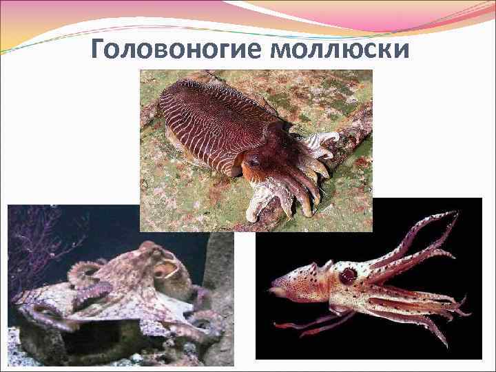 Головоногие моллюски 