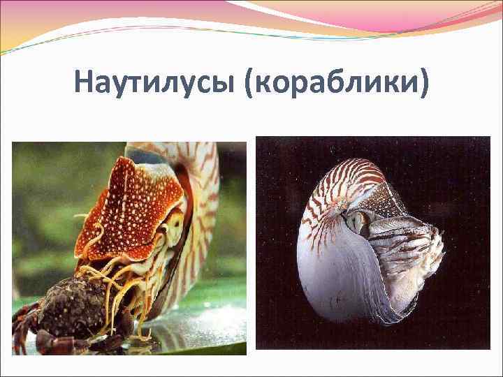 Наутилусы (кораблики) 