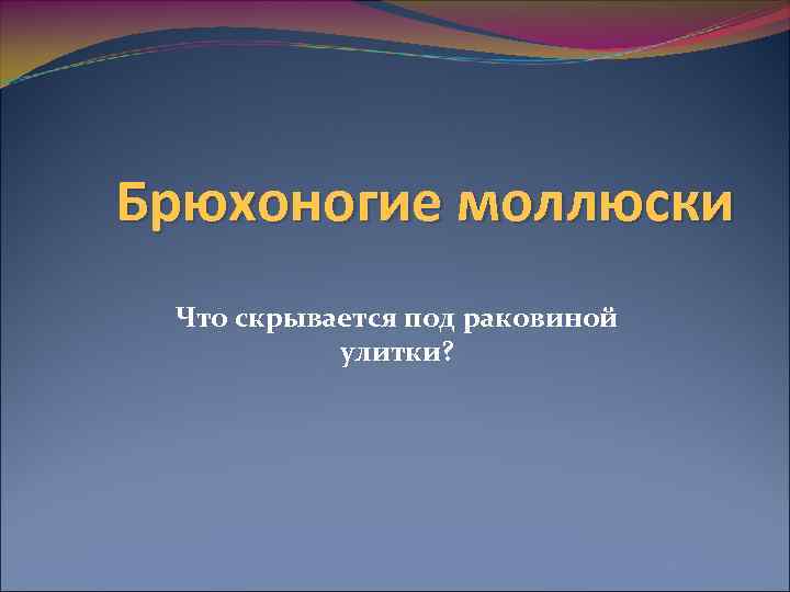 Брюхоногие моллюски Что скрывается под раковиной улитки? 