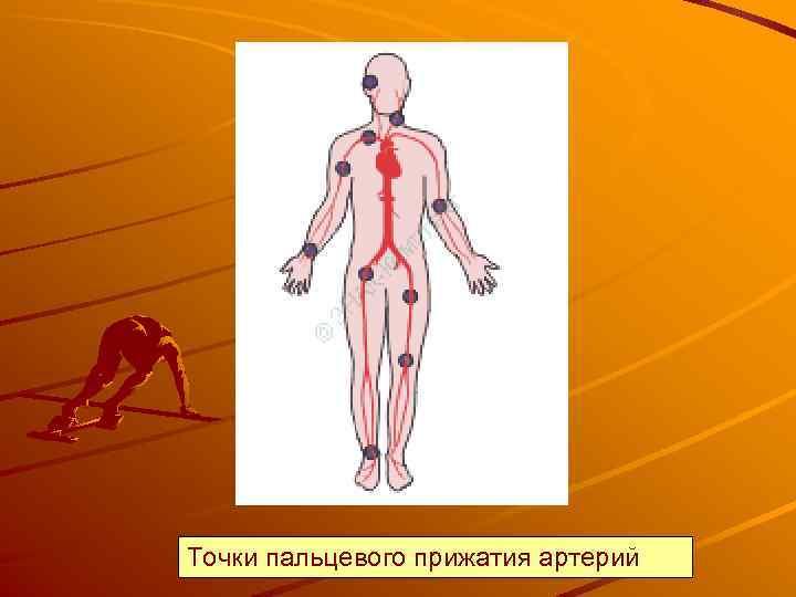 Точки пальцевого прижатия артерий 