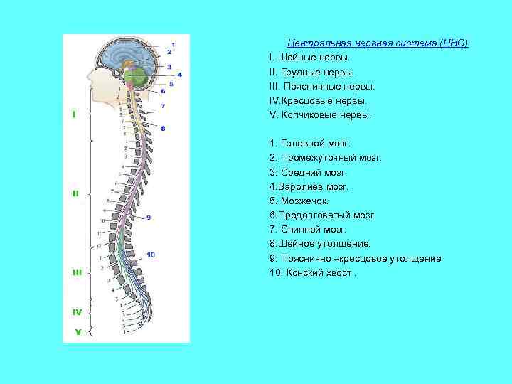 Центральная нервная система (ЦНС) I. Шейные нервы. II. Грудные нервы. III. Поясничные нервы. IV.