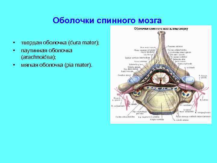 Оболочки спинного мозга • • • твердая оболочка (dura mater); паутинная оболочка (arachnoidea); мягкая