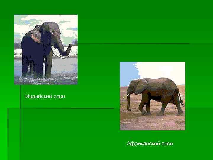 Индийский слон Африканский слон 
