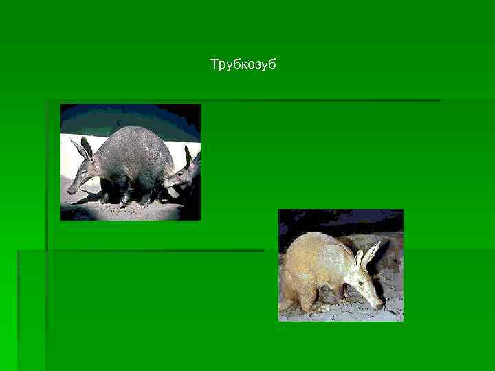Трубкозуб 
