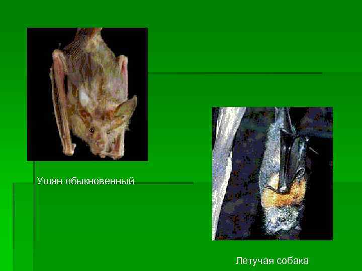 Ушан обыкновенный Летучая собака 