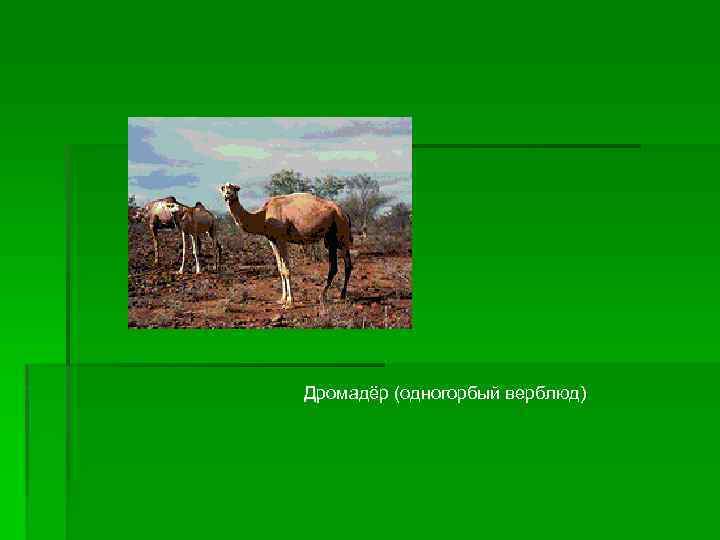 Дромадёр (одногорбый верблюд) 