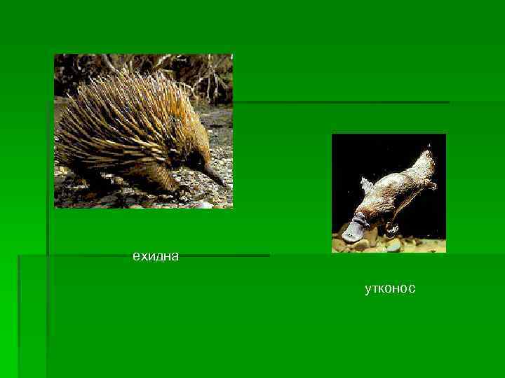 ехидна утконос 
