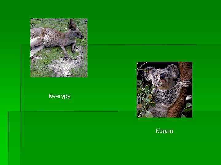 Кенгуру Коала 