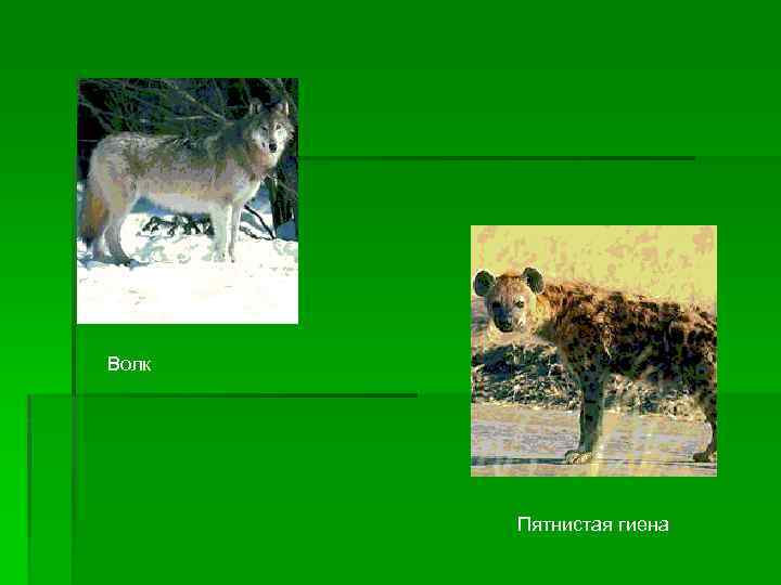 Волк Пятнистая гиена 