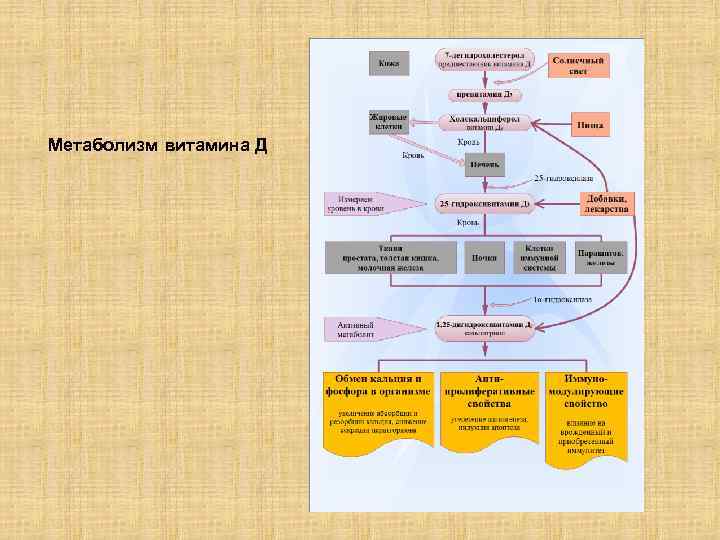 Метаболизм витамина Д 
