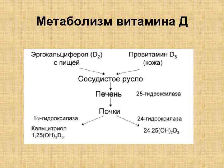 Обмен витамина д в организме схема