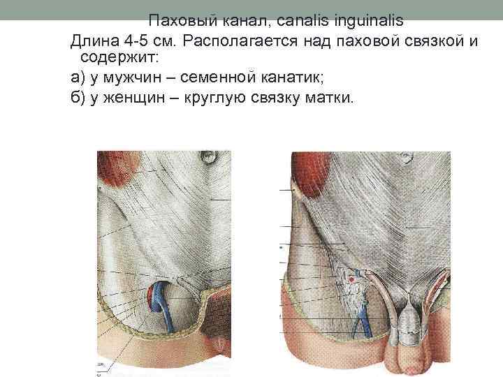 Паховый канал, canalis inguinalis Длина 4 5 см. Располагается над паховой связкой и содержит: