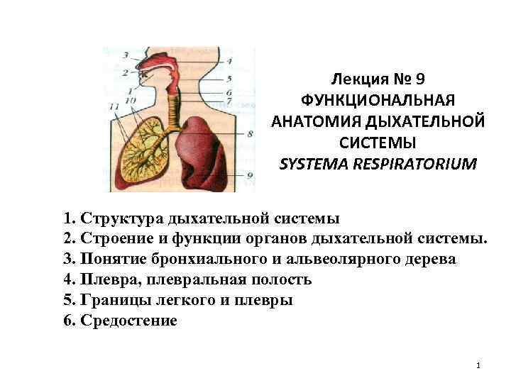 Лекция № 9 ФУНКЦИОНАЛЬНАЯ АНАТОМИЯ ДЫХАТЕЛЬНОЙ СИСТЕМЫ SYSTEMA RESPIRATORIUM 1. Структура дыхательной системы 2.