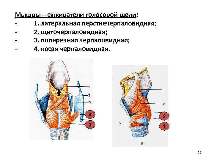 Мышцы – суживатели голосовой щели: 1. латеральная перстнечерпаловидная; 2. щиточерпаловидная; 3. поперечная черпаловидная; 4.