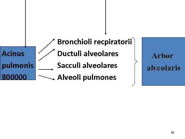 Acinus pulmonis 800000 Bronchioli recpiratorii Ductuli alveolares Sacculi alveolares Alveoli pulmones Arbor alveolaris 30