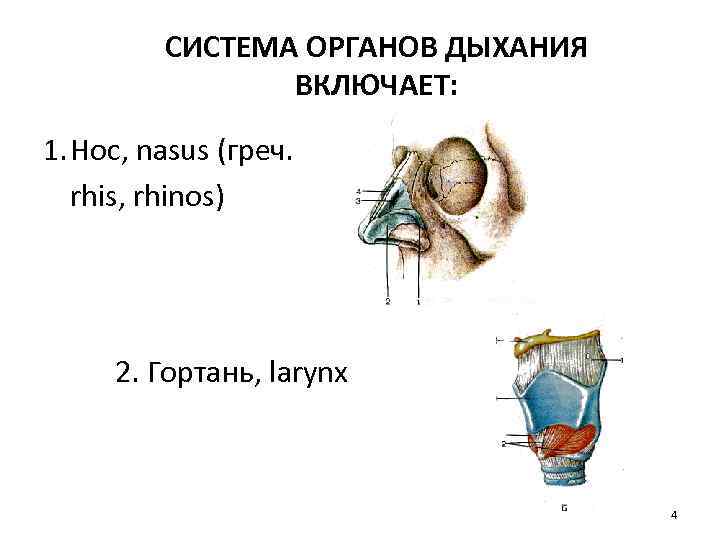 СИСТЕМА ОРГАНОВ ДЫХАНИЯ ВКЛЮЧАЕТ: 1. Нос, nasus (греч. rhis, rhinos) 2. Гортань, larynx 4