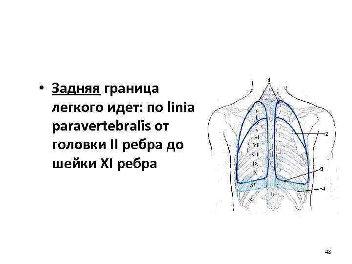  • Задняя граница легкого идет: по linia paravertebralis от головки II ребра до