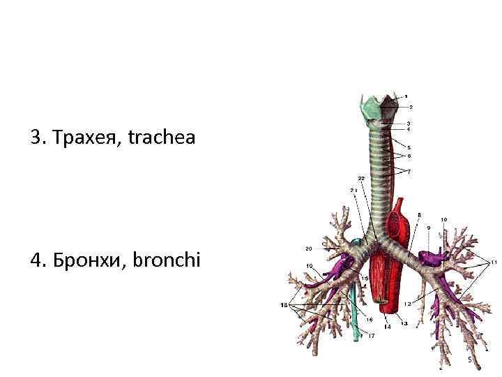 3. Трахея, trachea 4. Бронхи, bronchi 5 