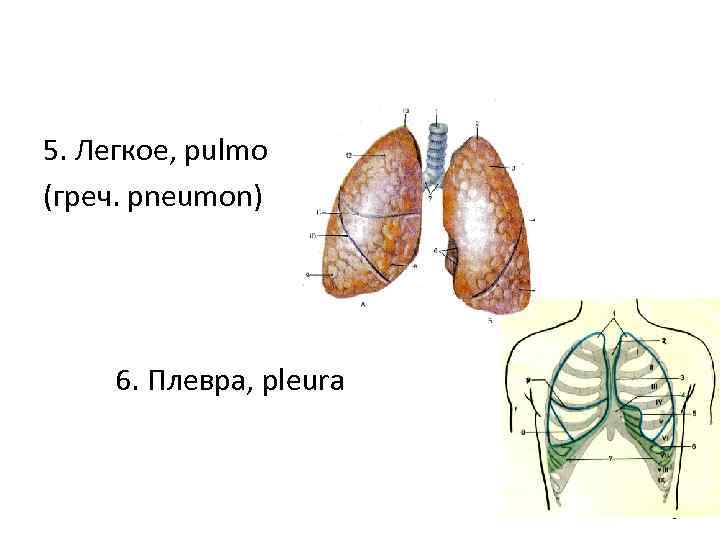 5. Легкое, pulmо (греч. рneumon) 6. Плевра, pleura 6 