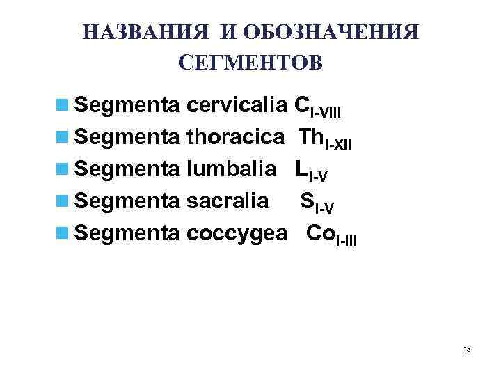 НАЗВАНИЯ И ОБОЗНАЧЕНИЯ СЕГМЕНТОВ n Segmenta cervicalia CI-VIII n Segmenta thoracica Th. I-XII n