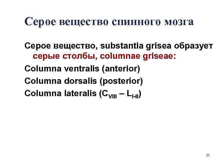 Серое вещество спинного мозга Серое вещество, substantia grisea образует серые столбы, columnae griseae: Columna