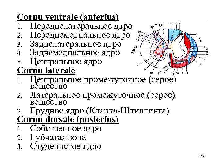 Cornu ventrale (anterius) 1. Переднелатеральное ядро 2. Переднемедиальное ядро 3. Заднелатеральное ядро 4. Заднемедиальное