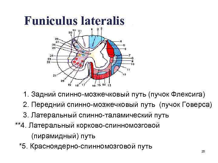 Funiculus lateralis 1. Задний спинно-мозжечковый путь (пучок Флексига) 2. Передний спинно-мозжечковый путь (пучок Говерса)