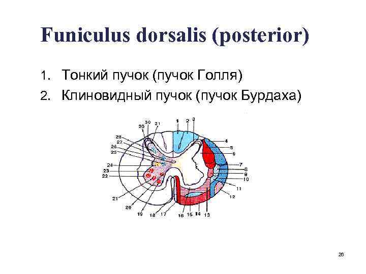 Funiculus dorsalis (posterior) 1. Тонкий пучок (пучок Голля) 2. Клиновидный пучок (пучок Бурдаха) 26