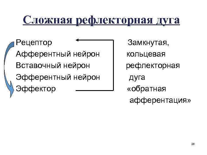 Сложная рефлекторная дуга Рецептор Афферентный нейрон Вставочный нейрон Эфферентный нейрон Эффектор Замкнутая, кольцевая рефлекторная