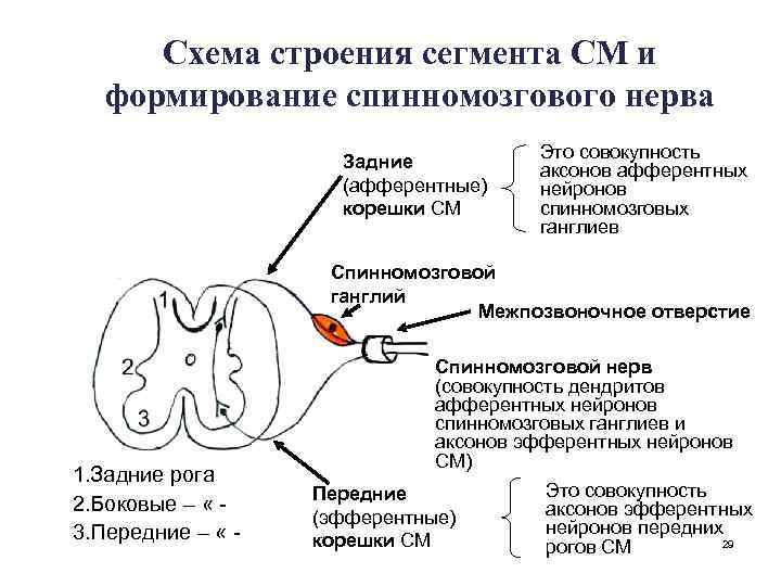 Схема строения сегмента СМ и формирование спинномозгового нерва Задние (афферентные) корешки СМ Это совокупность